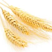 Wheat Gluten