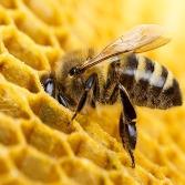 Beeswax